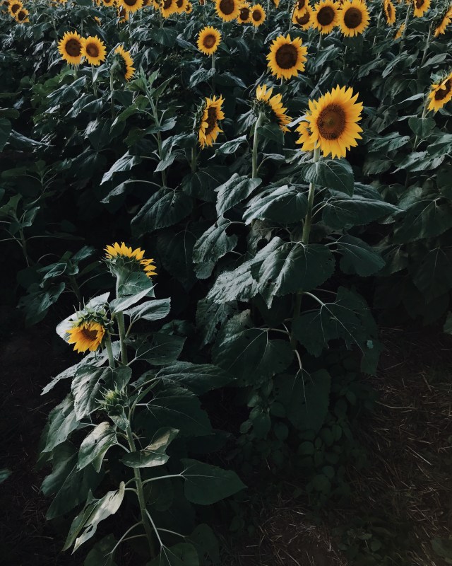 Processed with VSCO with m5 preset Processed with VSCO with j2 preset